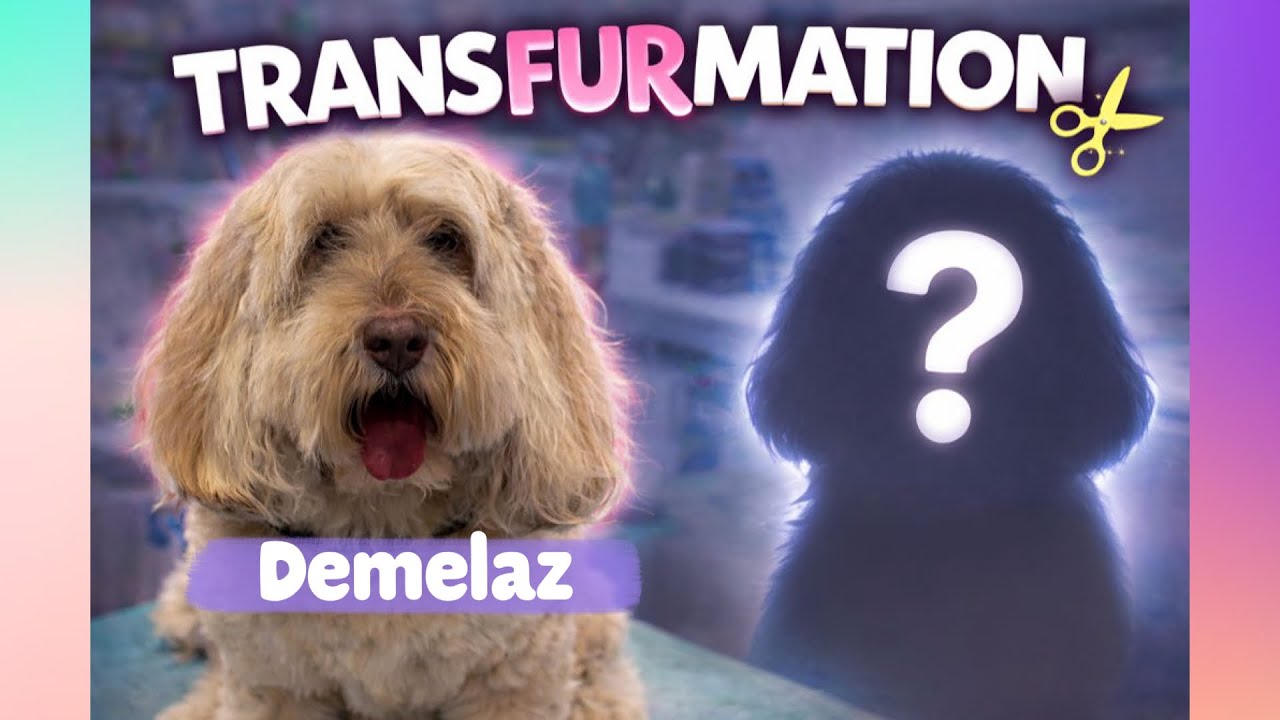 Cockerpoo Transfurmation !