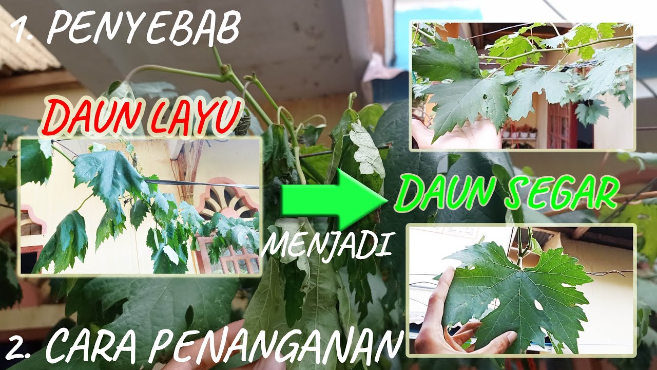 Cara Penanganan Pohon Anggur Yang Terkena Busuk Akar Tanpa Bongkar Media Tanam