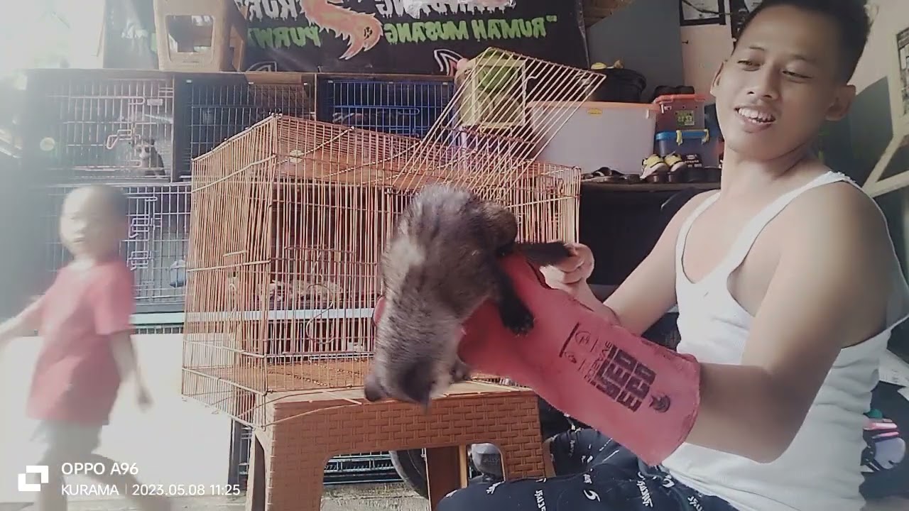 CARA MENJINAKKAN MUSANG PAKE SARUNG TANGAN...!!!