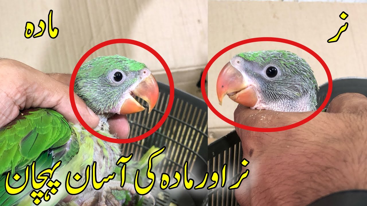 Raw Parrot Chicks Male & Female Difference | How To identify Raw Chick Male & Female