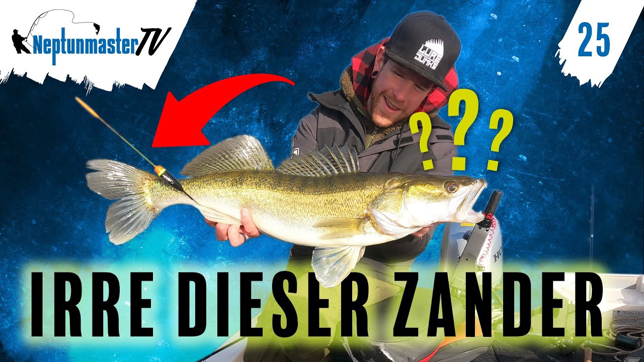 Angeln auf Zander mit Köderfisch - Irre! Er frisst zwei Köder auf einmal - Zanderangeln mit Pose #25