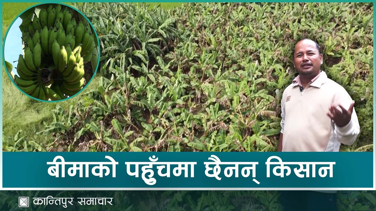 कृषि बीमा नहुँदा केरा खेती गरेका झापाका किसान मर्कामा | Kantipur Samachar