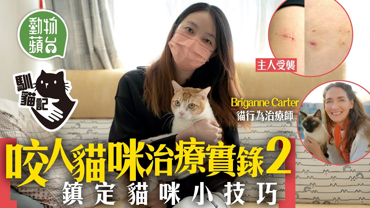 貓咪咬人｜治療師傳授鎮定惡貓入籠小技巧 教你從身體語言分辨貪玩定有攻擊性 #馴貓記 #動物蘋台─果籽 香港 Apple Daily─原刊日期：20210110