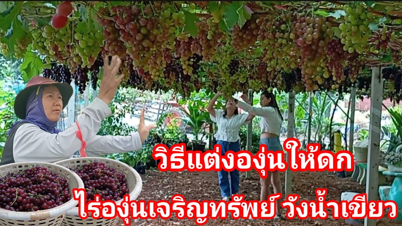 เคล็ดลับทำให้องุ่นดก!! ติดลูกดี ทรงสวย ได้คุณภาพ ของสวนองุ่นเจริญทรัพย์ วังน้ำเขียว