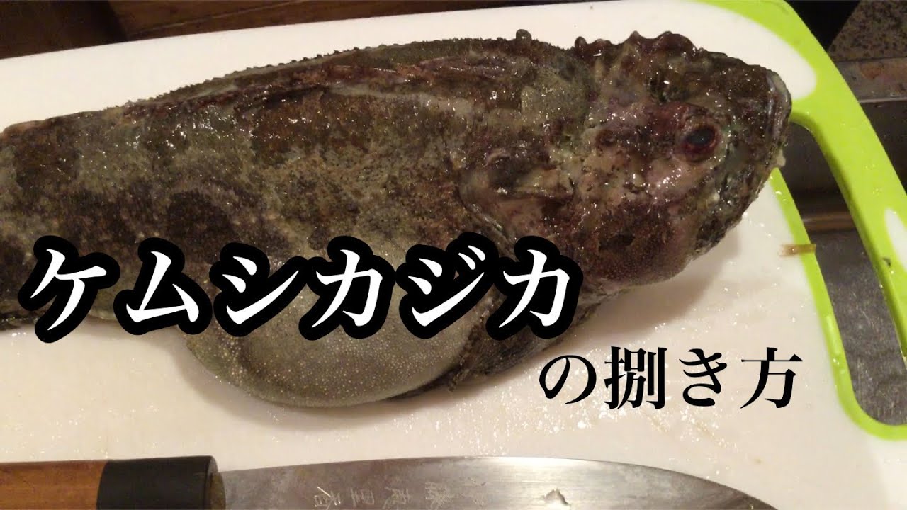 エグい 見た目！ 当別カジカ （ケムシカジカ）の 捌き方