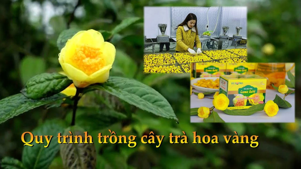 Quy trình trồng cây trà hoa vàng