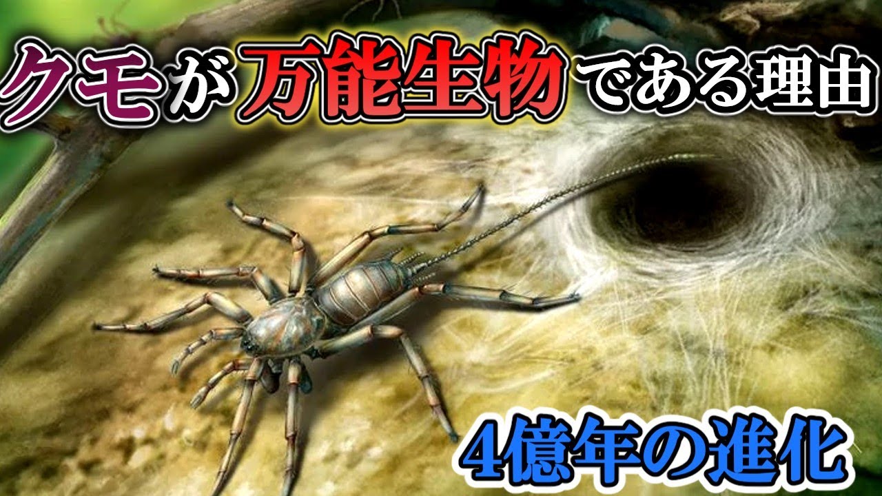【ゆっくり解説】クモ4億年の進化