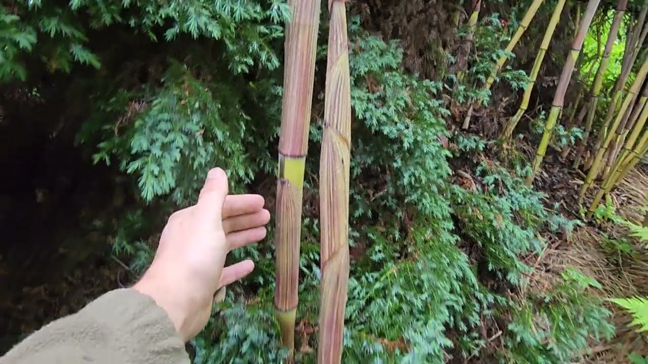 Niedoceniany Phyllostachys aureosulcata Spectabilis w optymalnych warunkach w Polsce