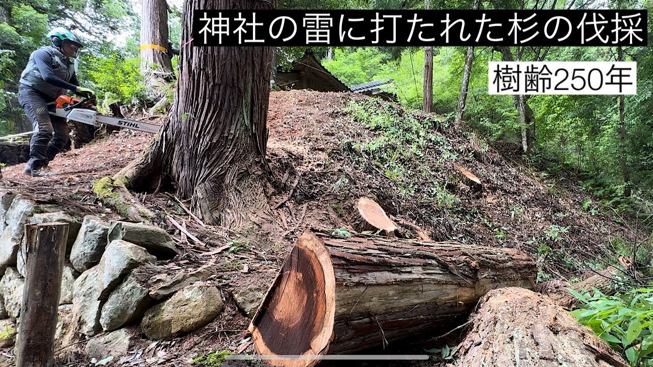 【神社の雷に打たれた杉の伐採】特殊伐採