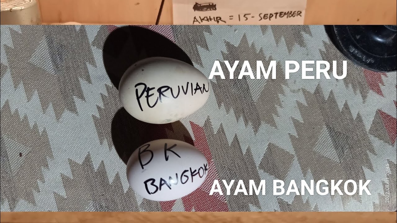Perbedaan Telur Ayam Peru & Ayam Bangkok