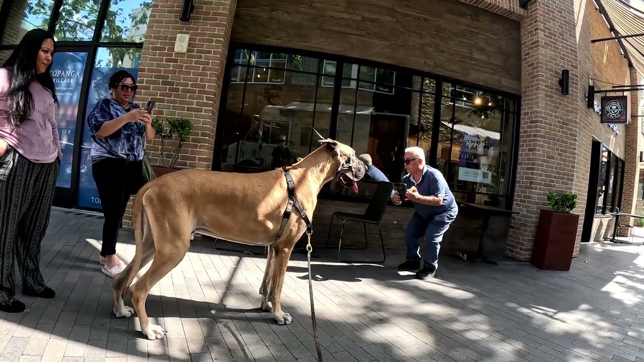 Cash 2.0 Great Dane at the Westfield outdoor mall 35