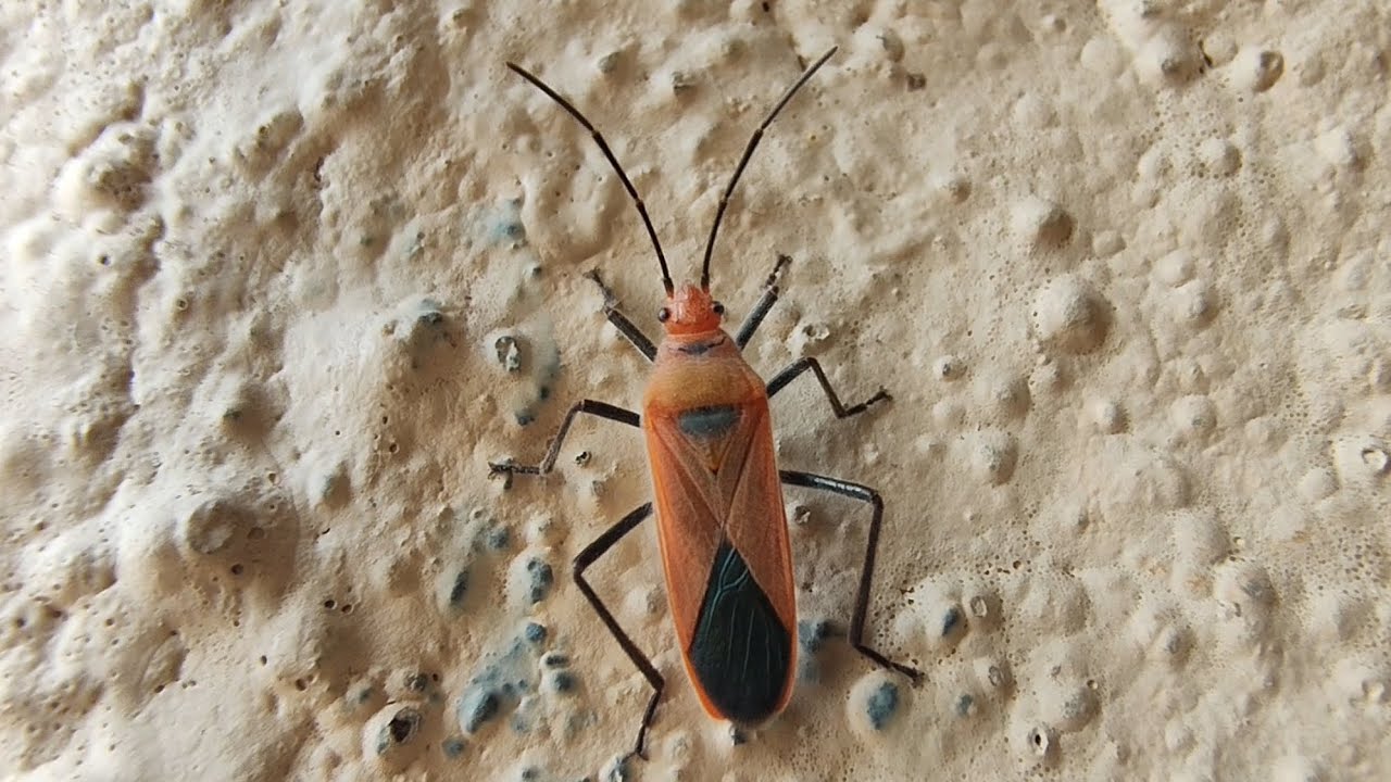 A Rare Observation of Genus Thunbergia (Thunberg Seedbugs ) in India 