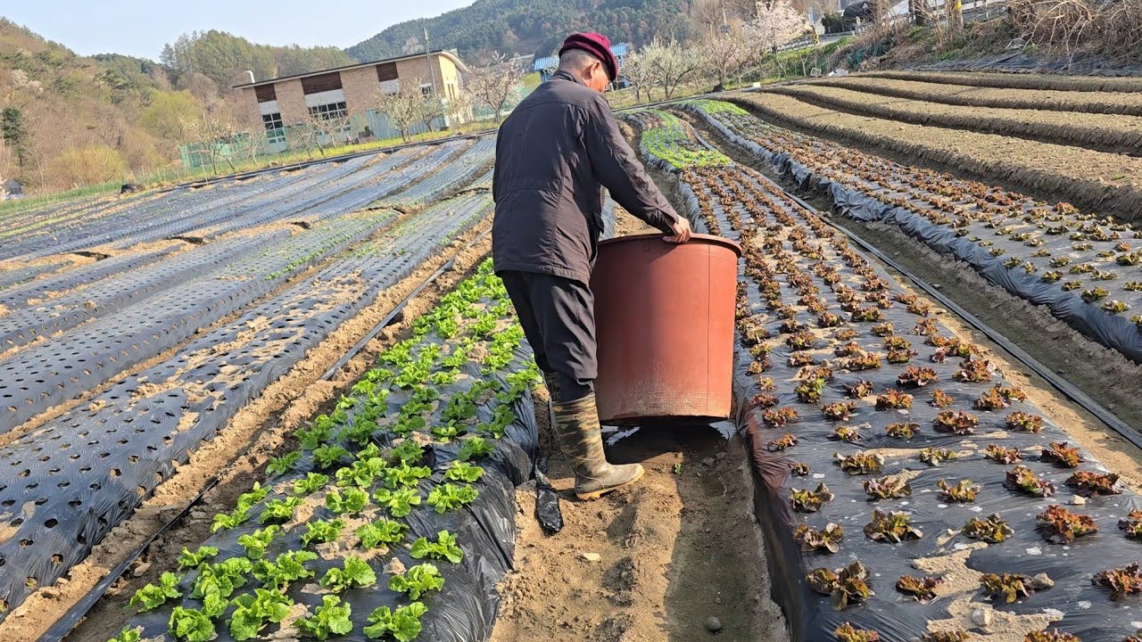 베트남 스타일로 봄쑥과 계란을 맛있고 쉽게 요리하는 방법 ~ 상추가 빨리 커서 너무 좋아요