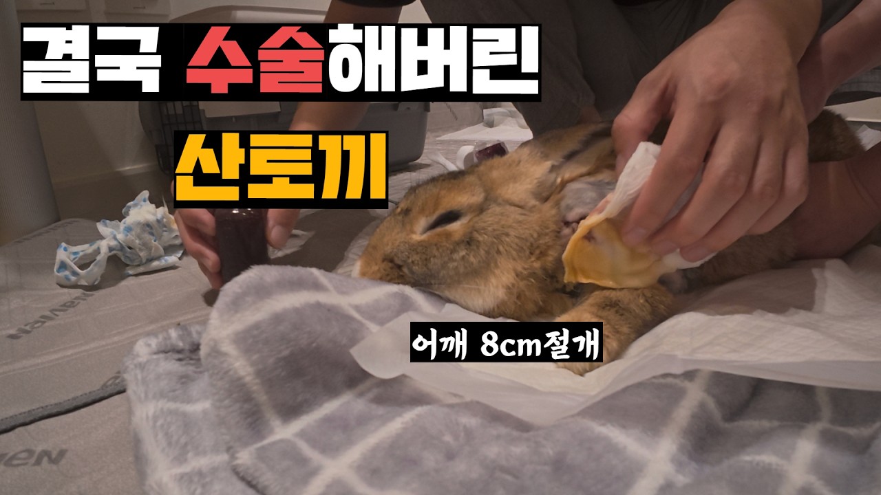 어깨 염증이 재발해 결국 절개수술한 산토끼 완치시키기