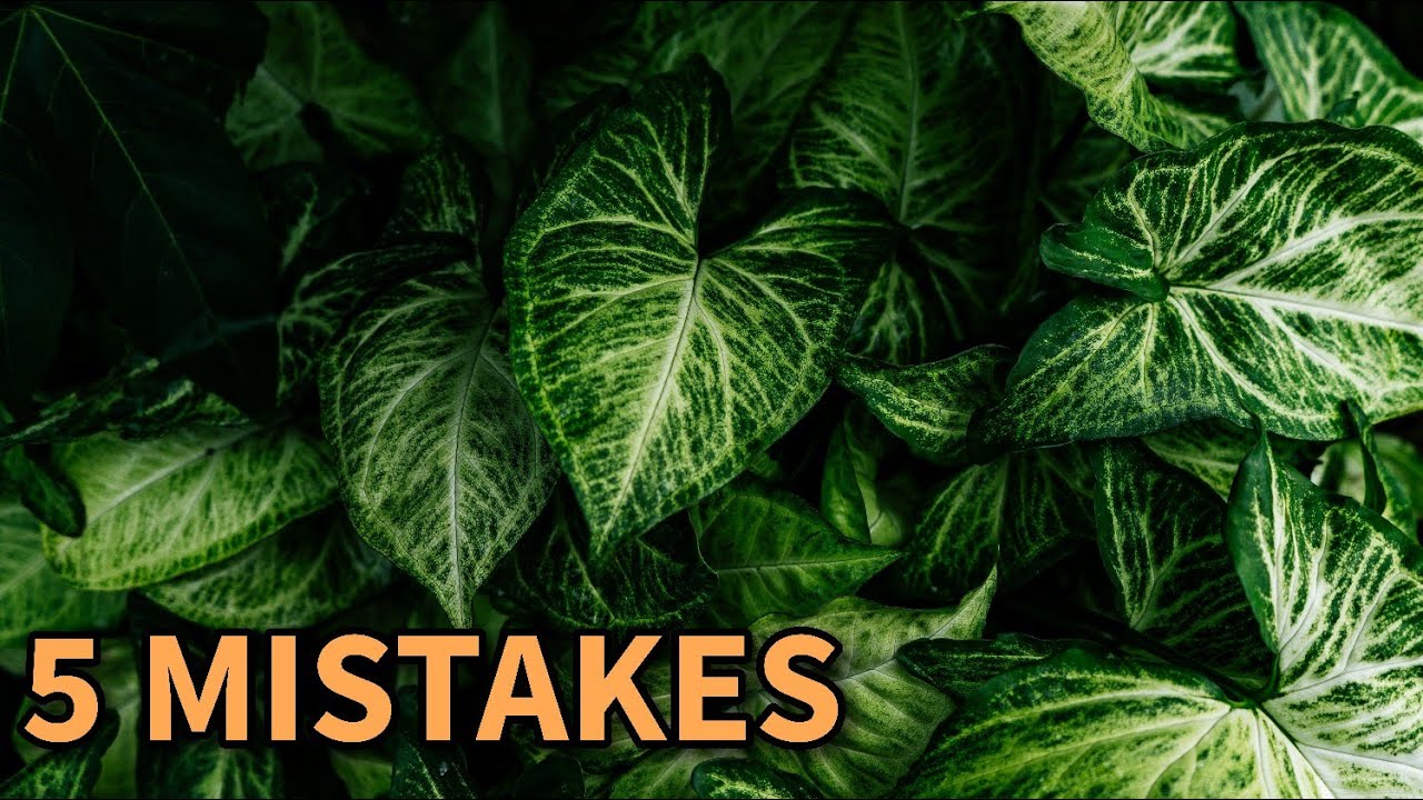5 MISTAKES SA PAGAALAGA NG SYNGONIUM | Plant Care for Beginners