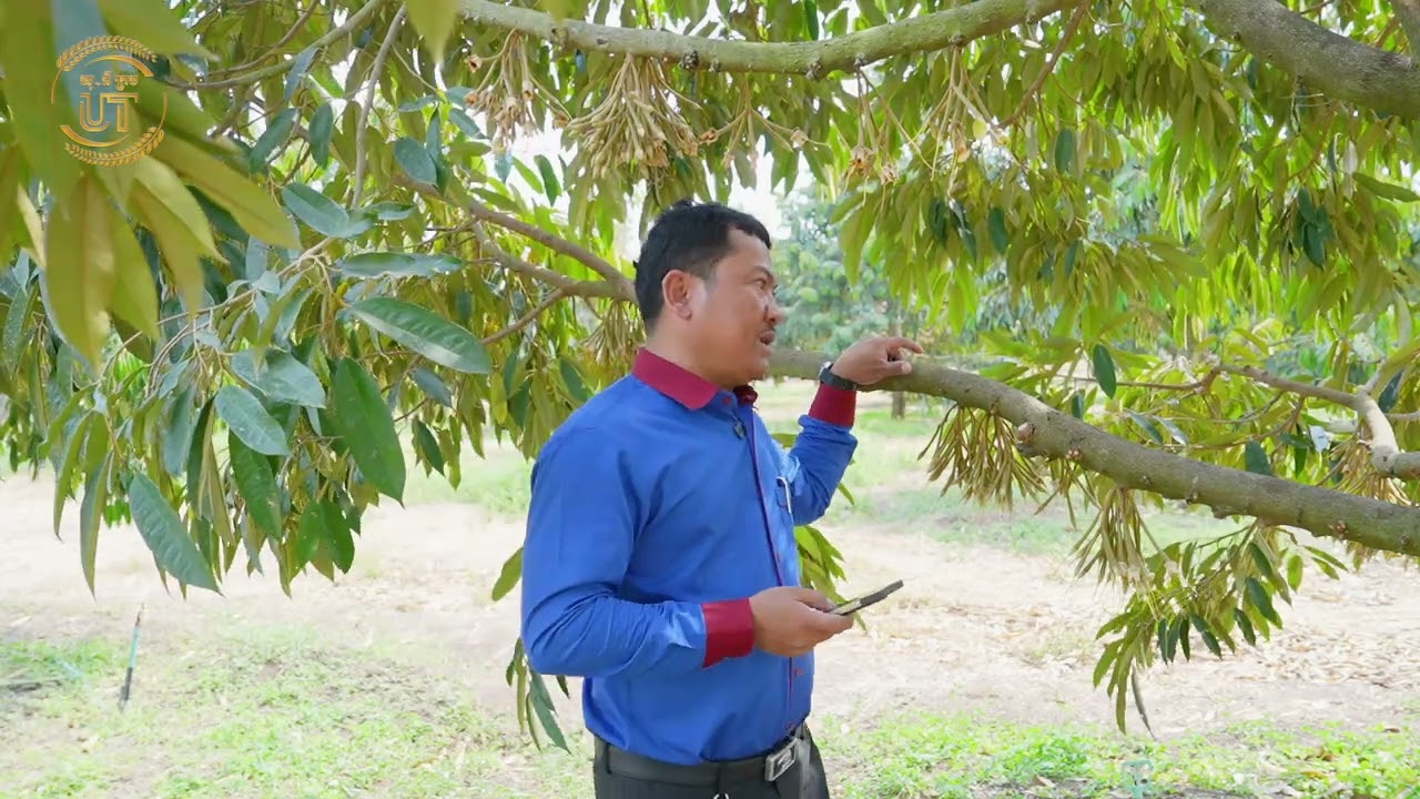 តើទុរេនពេលបែកន្ទុយជាសហើយជ្រុះមកពីកត្តាអ្វីខ្លះ?