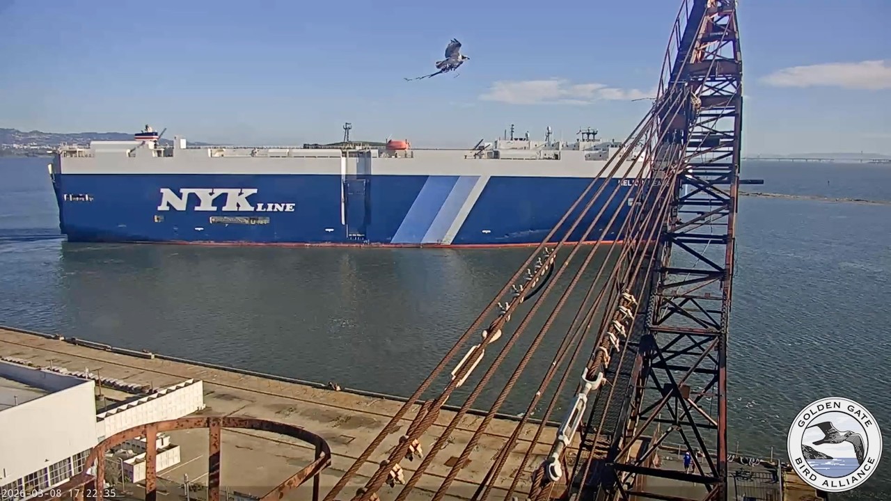 Focus on the Whirley Crane | Mar 8, 2026
