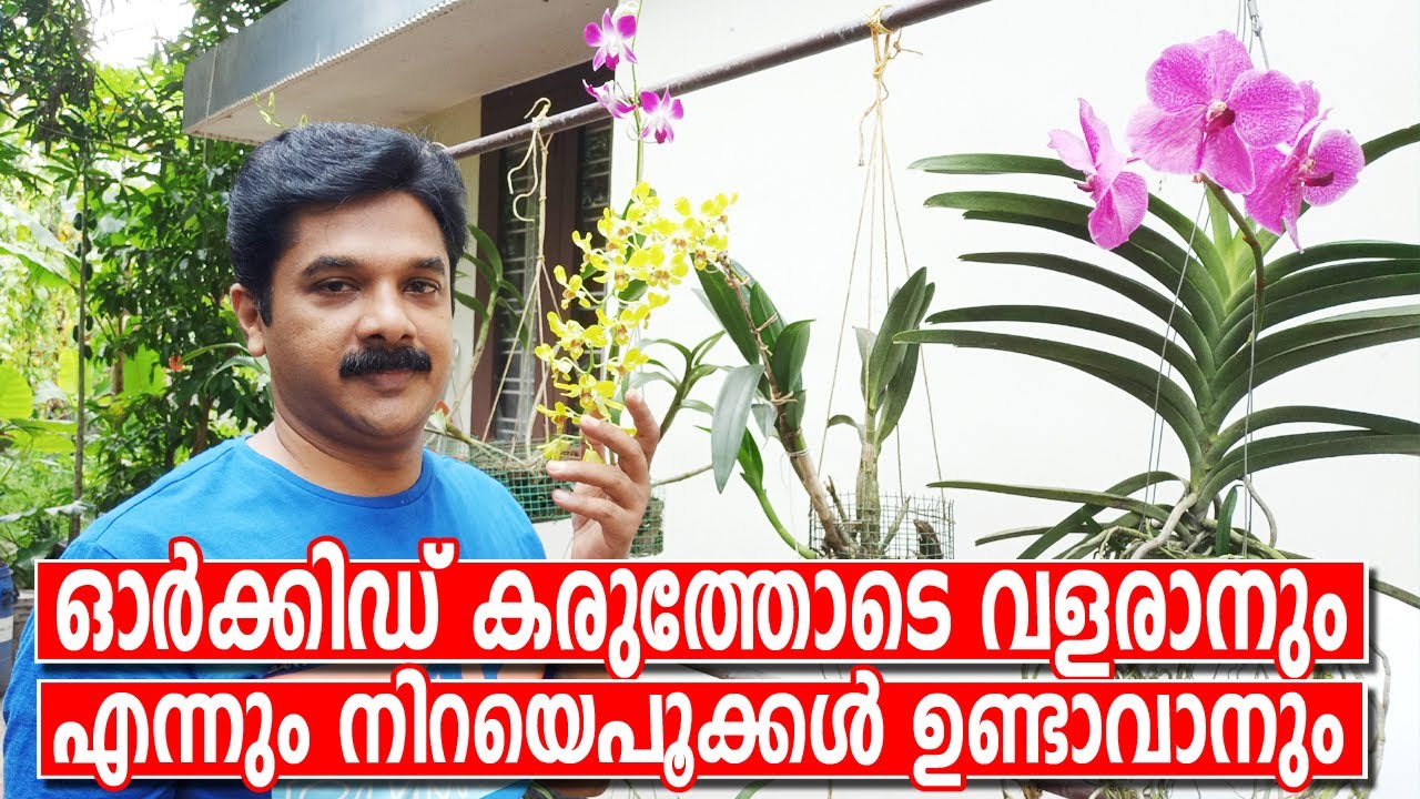 ഓർക്കിഡ് കരുത്തോടെ വളരുവാനും നിറയെ പൂക്കുവാനും ഇതൊന്ന് കണ്ടുനോക്കൂ | Best Fertilizer for Orchid