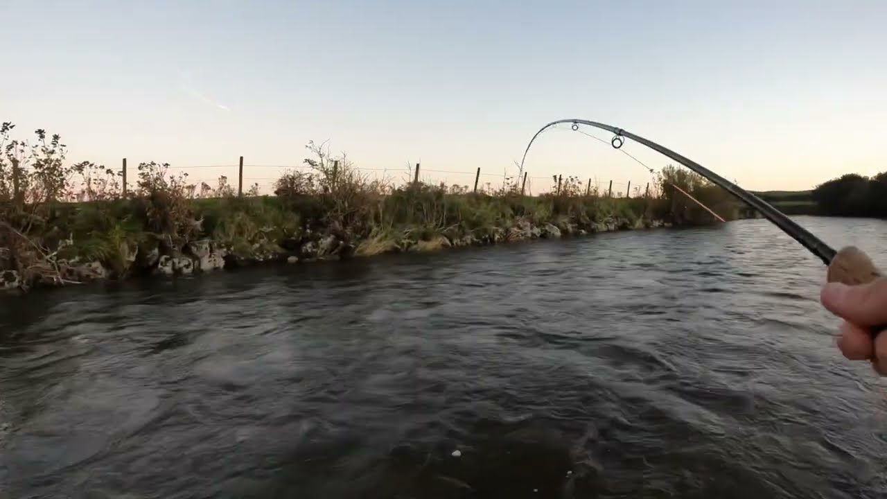 Big salmon In small river