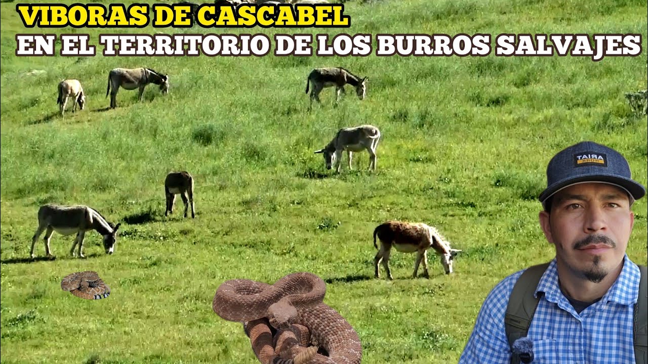 Viboras Cascabel En El Territorio De Los Burros Salvajes 