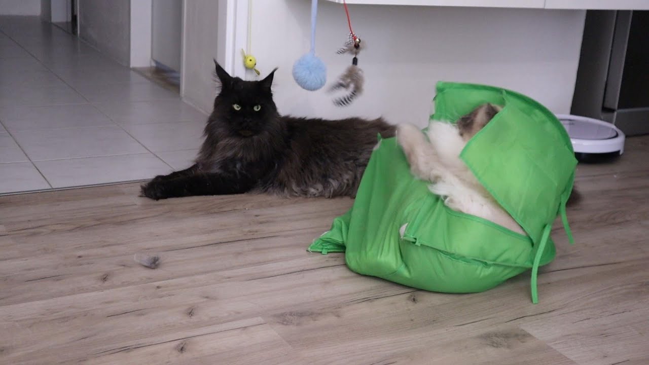 When Cats Discover a Tent