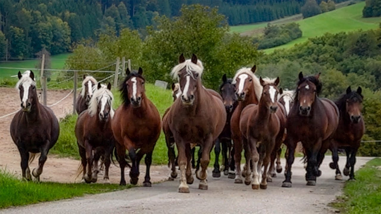 Black Forest Horses Running, Grazing, Pasture Scenes | 30 Min Relaxation Music