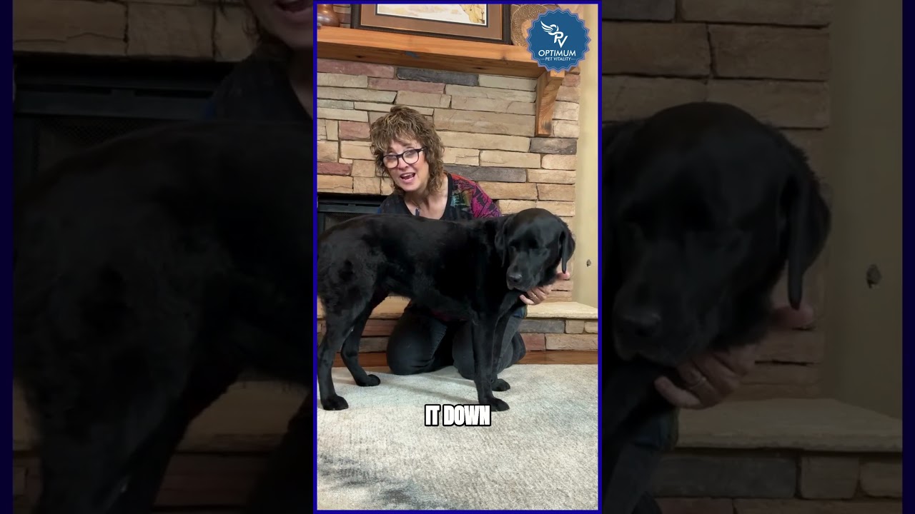 Test Your Dog's Limbs: A Quick & Easy Guide