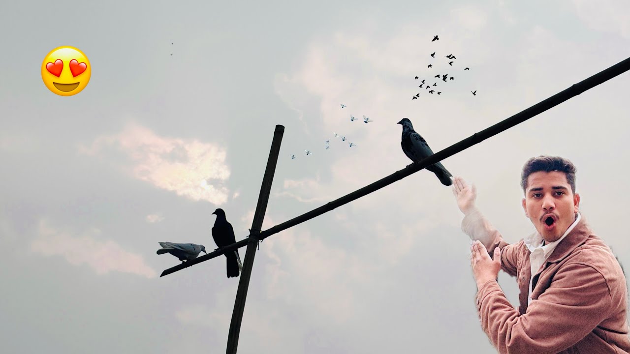 Barish Me Sare Kabutar Udh Gayee😱🕊️|| winter Season Breeding Start 😍🕊️||