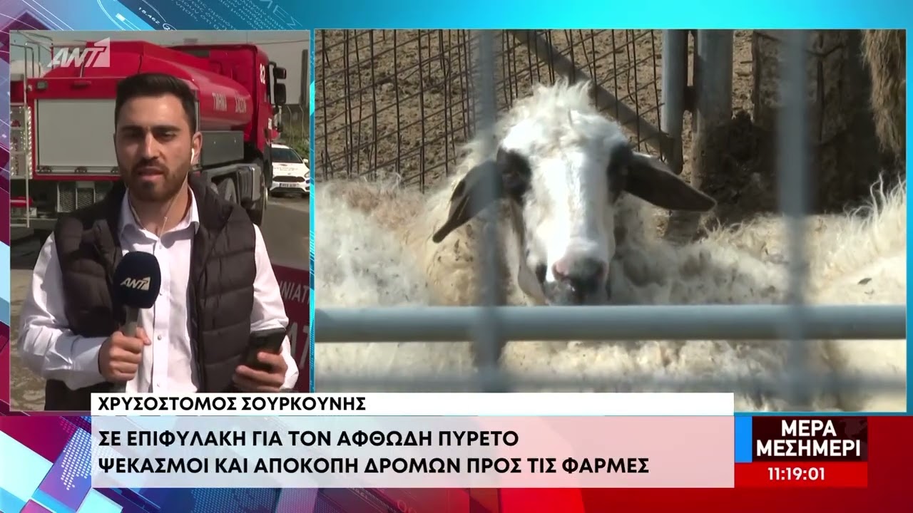 Οι δύο κτηνοτρόφοι στην Ορόκλινη ειδοποίησαν άμεσα - «Σημείο μηδέν» σε άλλη μονάδα