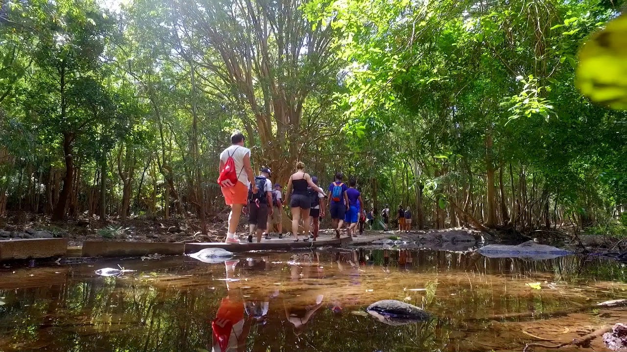 Hiking at Black River Gorges (Forest Hike)