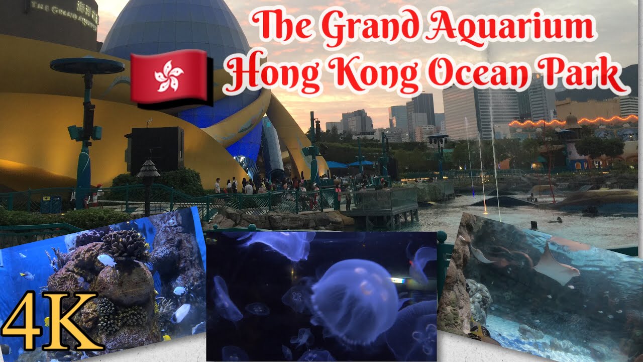 THE GRAND AQUARIUM AT HONG KONG OCEAN PARK | WANDERING HONG KONG | JOY WANDERS HK