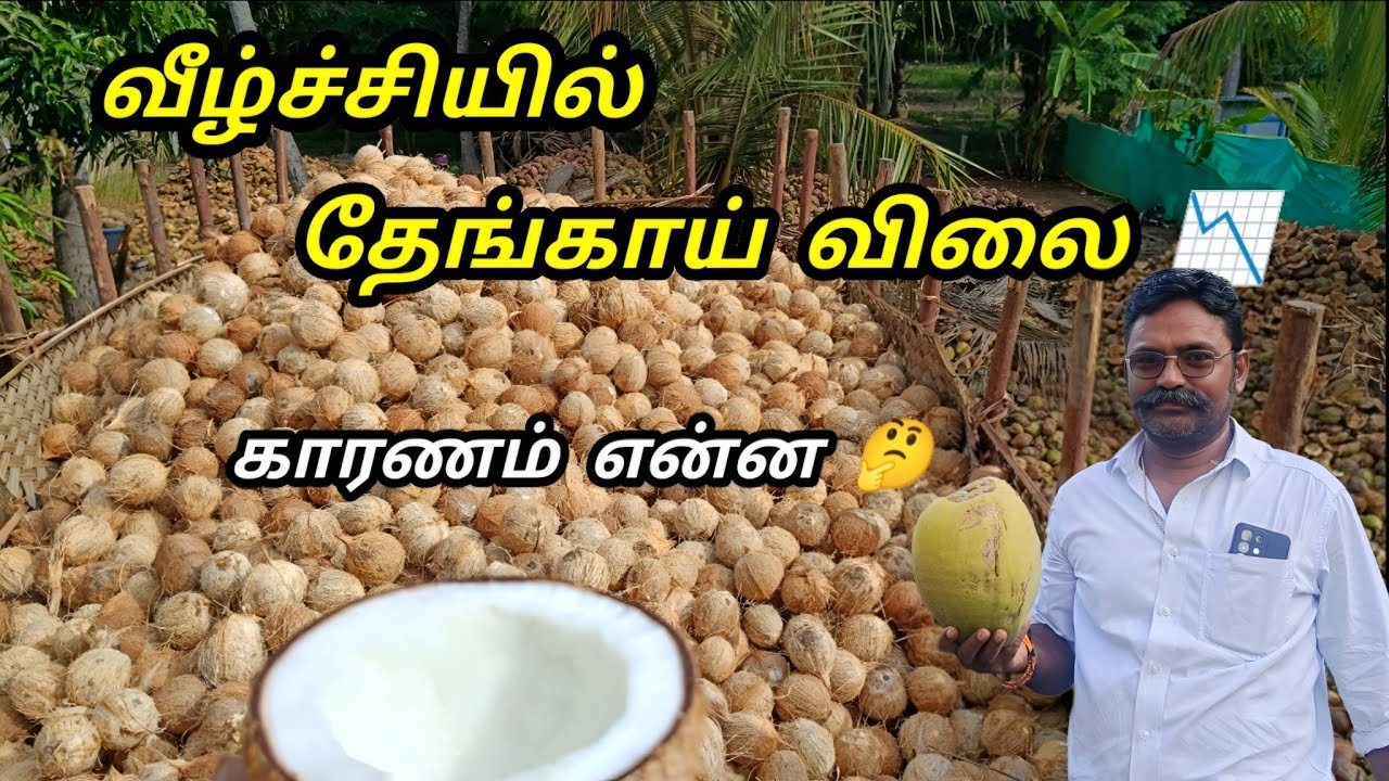 தேங்காய் விலை‌ வீழ்ச்சியில் 📉 வாங்க பார்க்கலாம்! | Coconut Wholesale Business | Tamil 