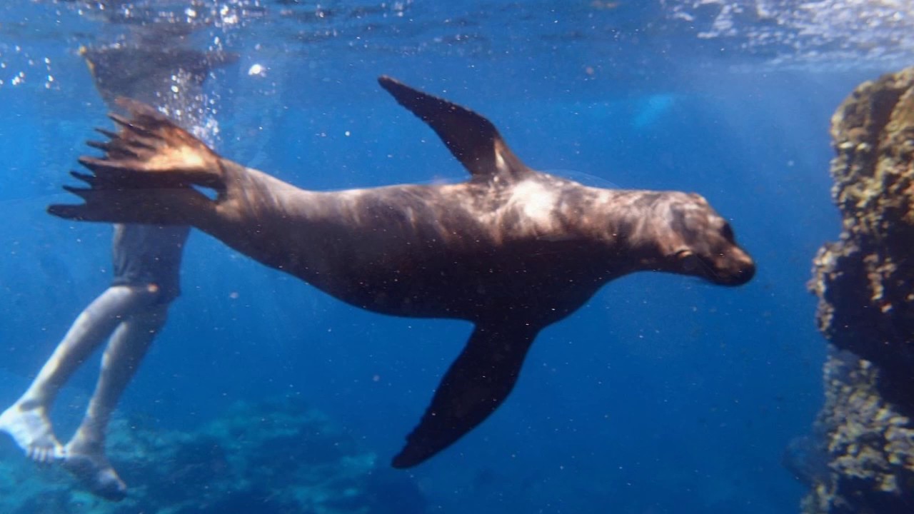 Swimming with Sea Lions Los Islotes Mexico