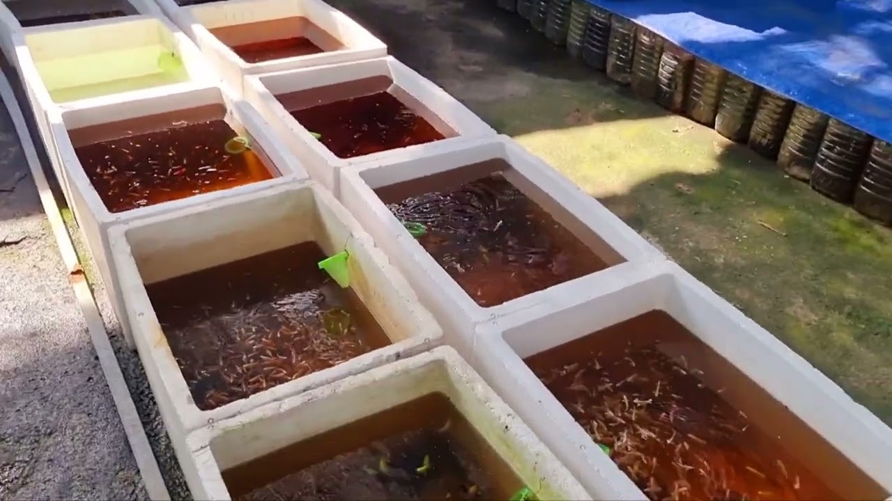Trại Cá giá sỉ cửa hàng - betta, guppy