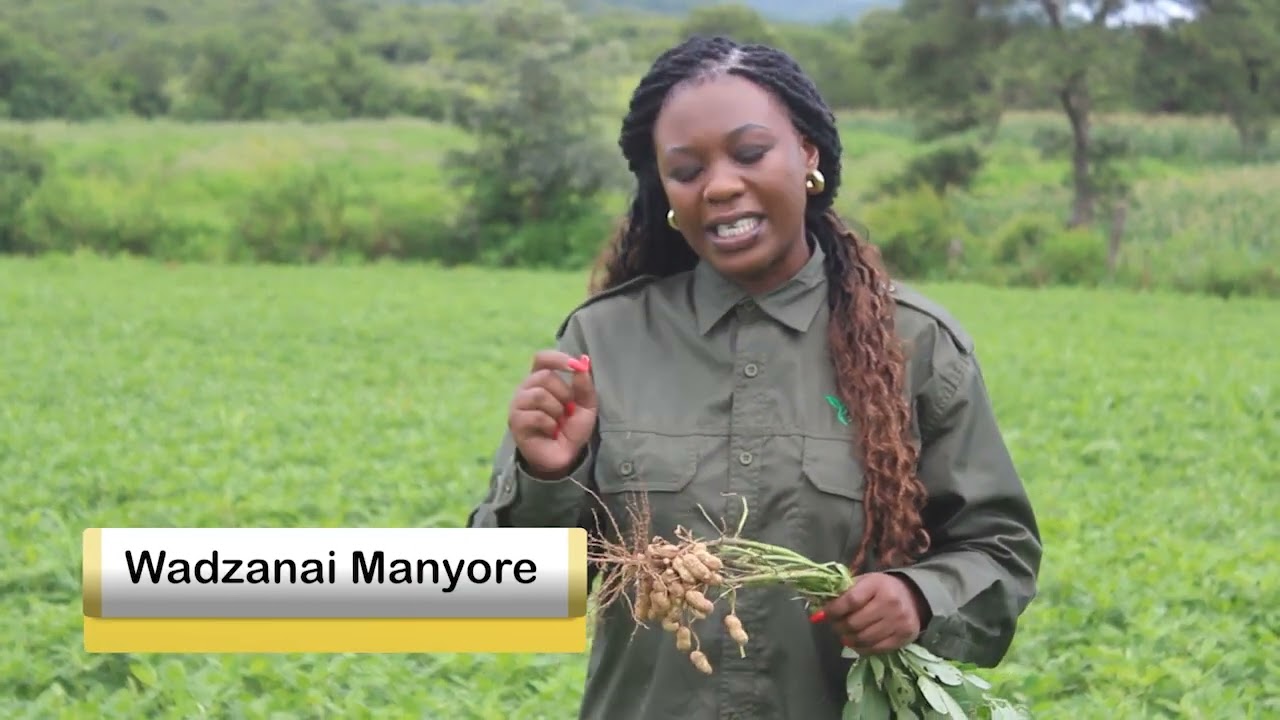 COMMERCIAL GROUNDNUTS PRODUCTION in Zimbabwe