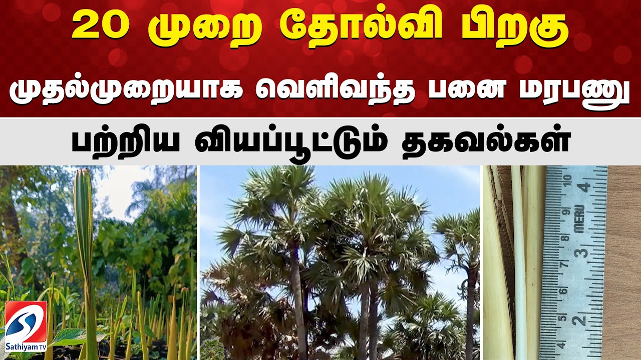 palm |nellai | 20 முறை தோல்வி பிறகு முதல்முறையாக வெளிவந்த பனை மரபணு பற்றிய வியப்பூட்டும் தகவல்கள்