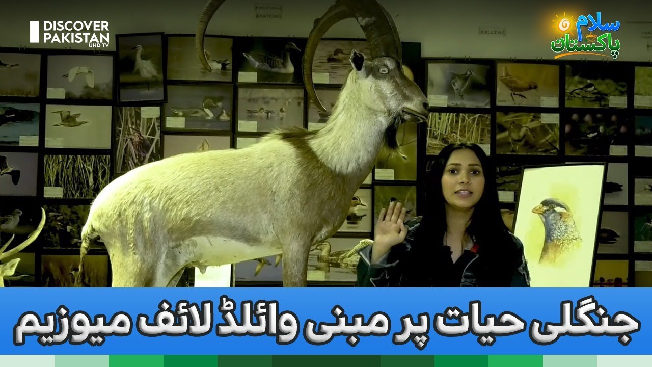 Sindh Wildlife Museum | World Wildlife Day | Salam Pakistan