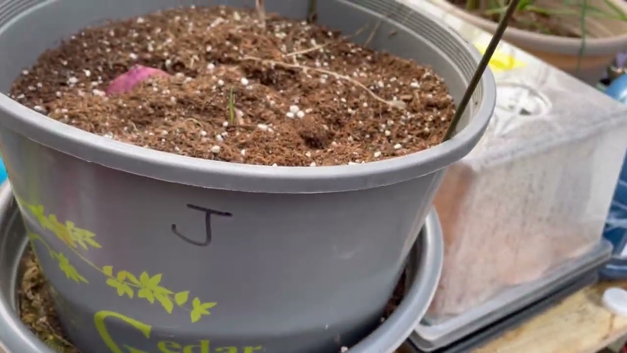 #173 Песок для моркови: действительно ли он помогает? #морковь #canadiangadener