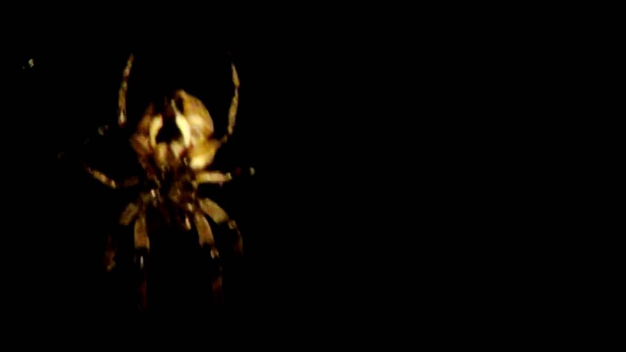 Ocular Trauma - The Keymaker OFFICIAL VIDEO