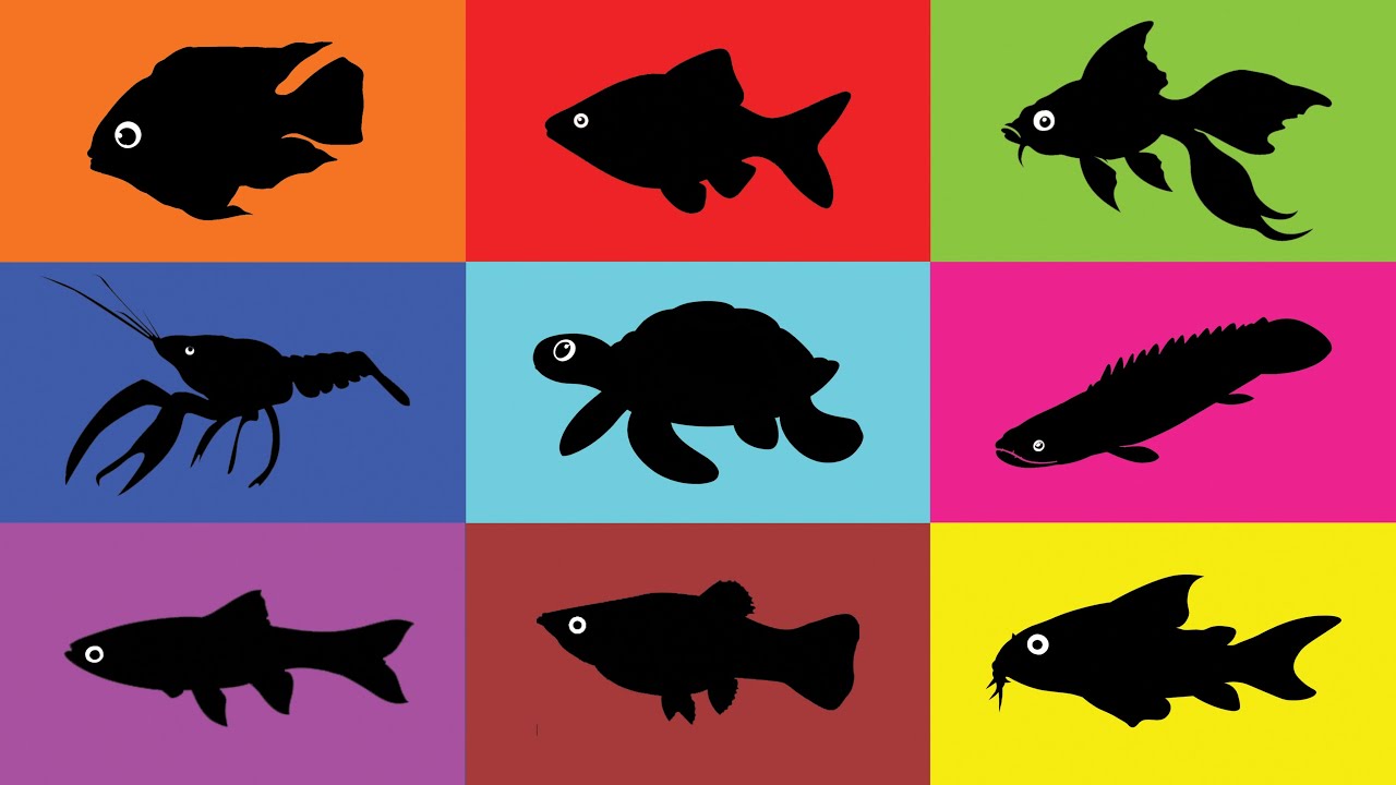 Fish: Tiger Barb, Goldfish, Crawfish, Blue Polar, Turtle, Platy Fish, Corydoras, Bichir, Rashbora