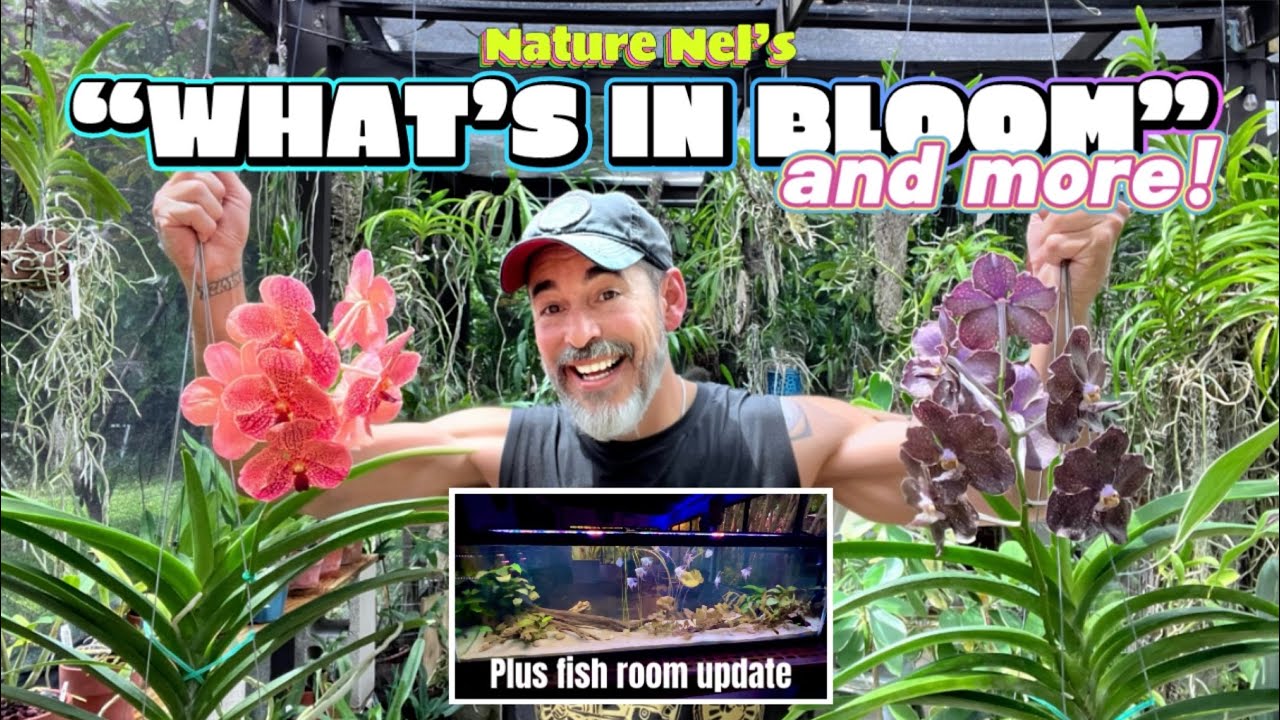 Back in July with Orchids! Hoyas! Discus! Angelfish! Guppies! Bonus ending and show announcements.
