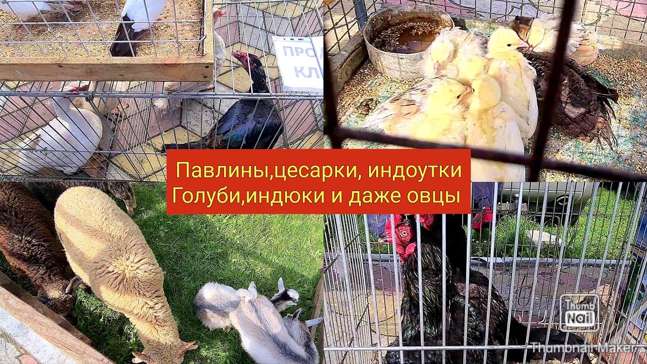 Большая Ярмарка птиц и животных в г. Овидиополь/Я опять вывез уток и кого-то ещё