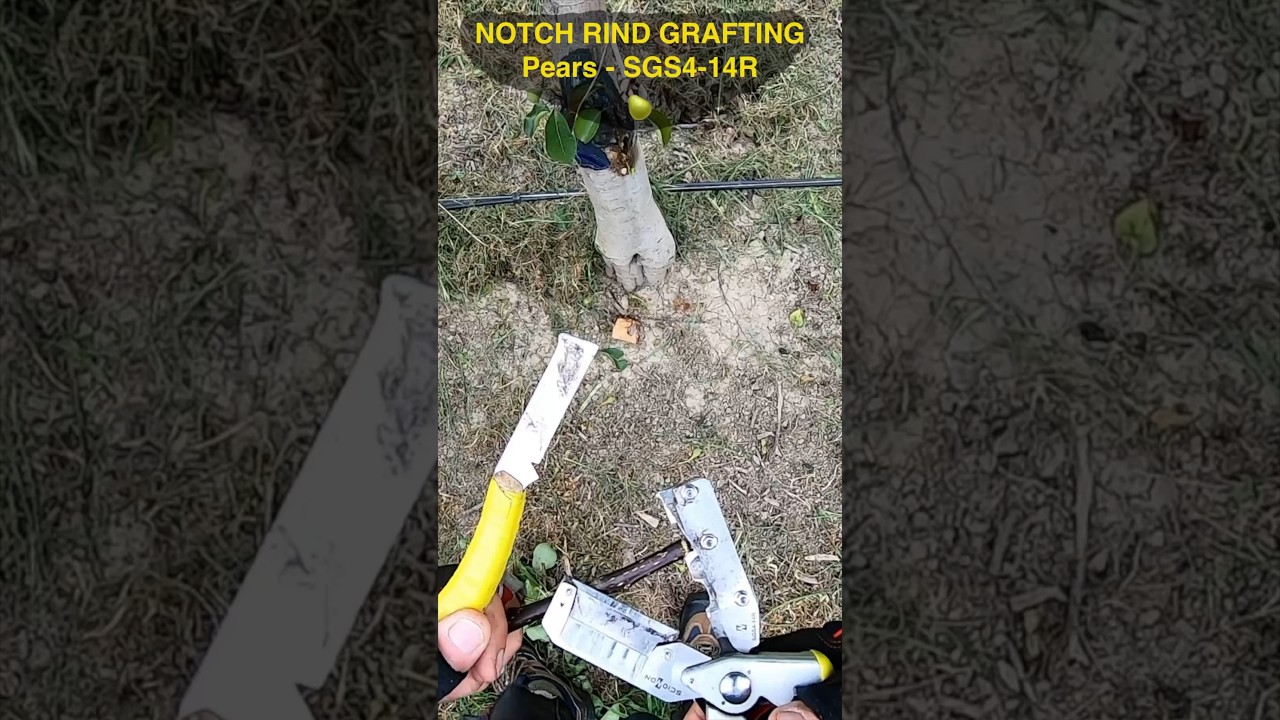 NOTCH RIND GRAFTING PEARS 🍐 | SGS4-14R 