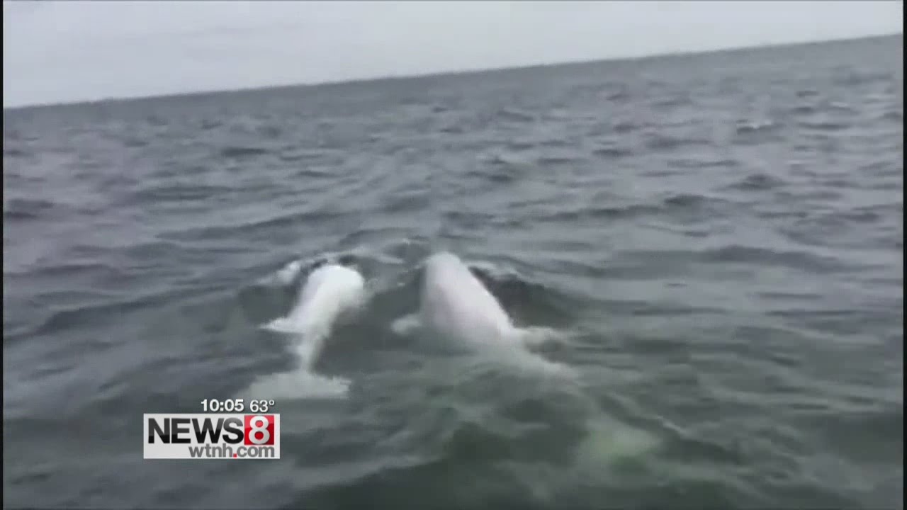 Keep distance from beluga whales spotted in Long Island Sound