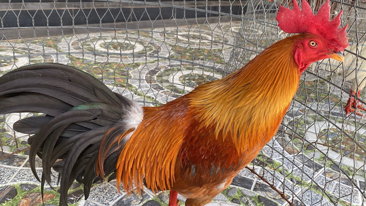 31/01/2026 tiep 7 bé sdt 0947766731