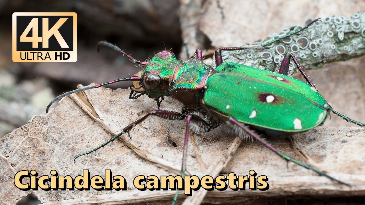 Green tiger beetle (Cicindela campestris)
