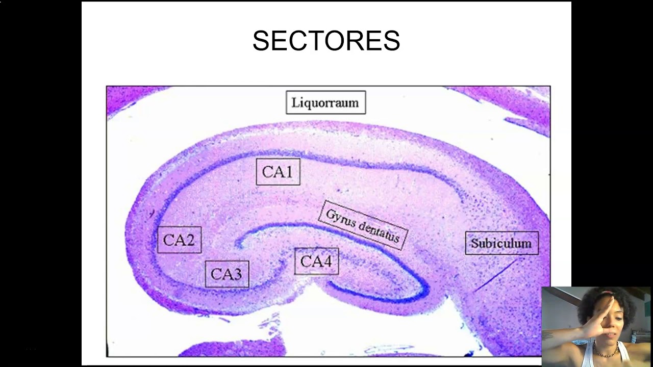 SNC Tema 12 Hipocampo y amígdala