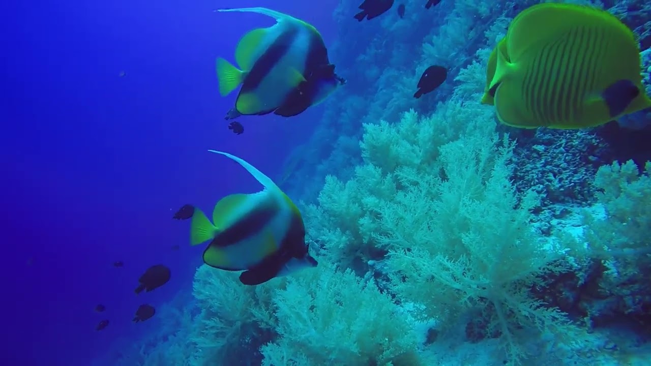 Curius Fishes