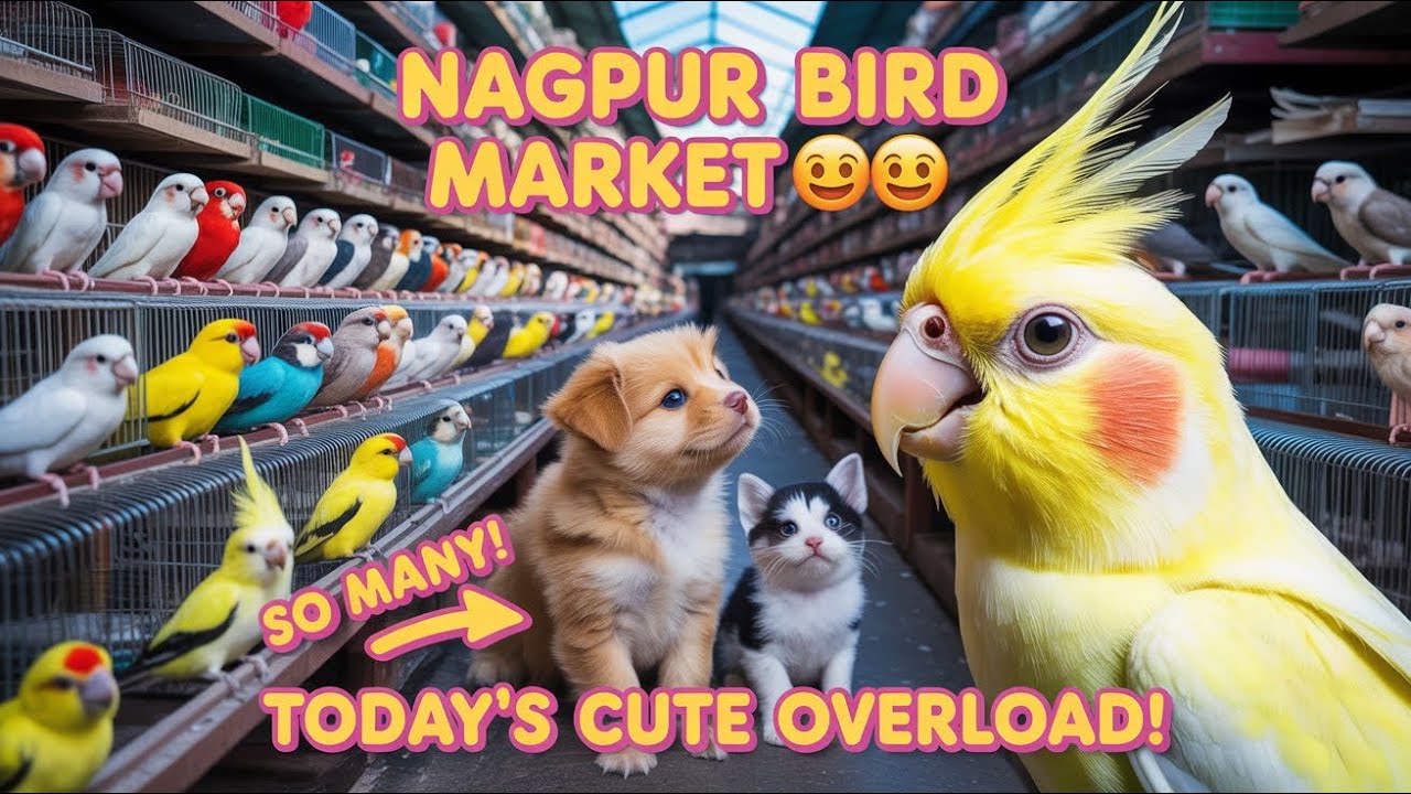 Bird Market Nagpur Today 10/08/25 | lakadganj Ka bird Market | Bird Sunday Market Nagpur ka