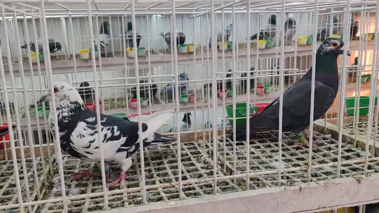 Gołębie z Niemiec i Polski Vosy Vanroj Faber klasy i tygrysy 503528502 